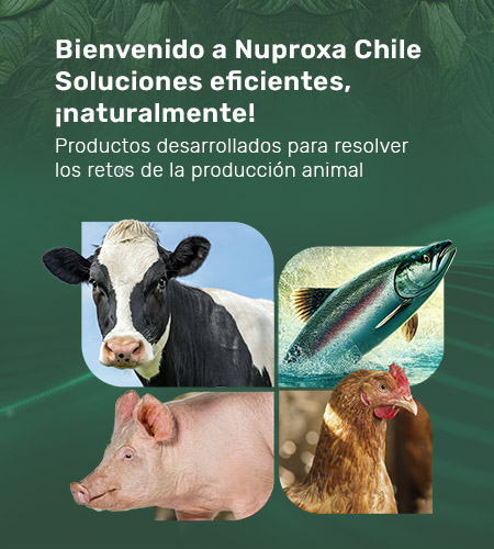 Bienvenido a Nuproxa Chile Soluciones
                        eficientes,
                        ¡naturalmente!