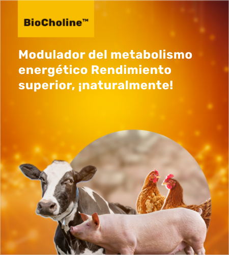 Modulador del metabolismo energético
                        Rendimiento superior, ¡naturalmente!