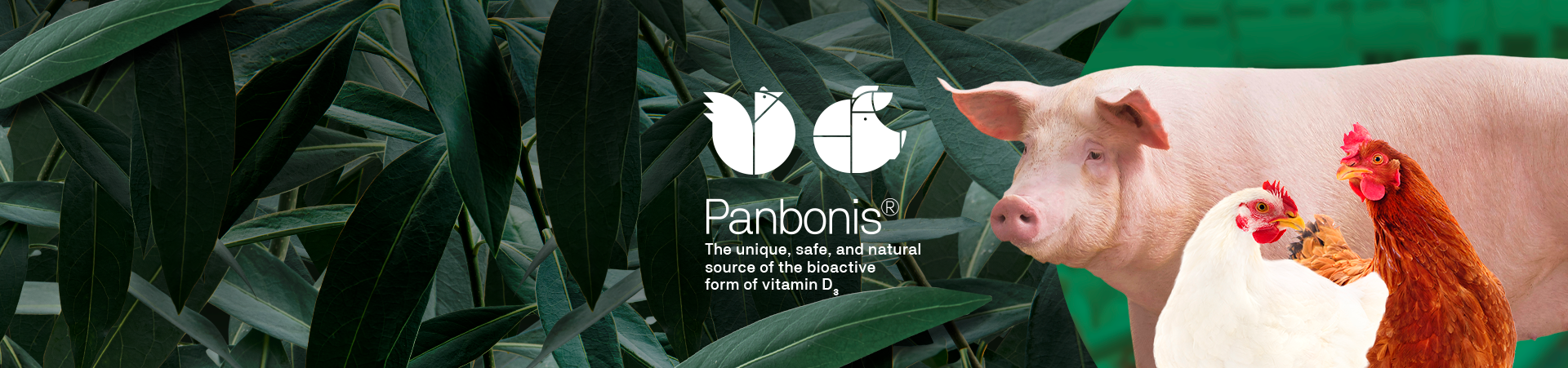 Panbonis®, más productividad a partir de la forma activa de la vitamina D